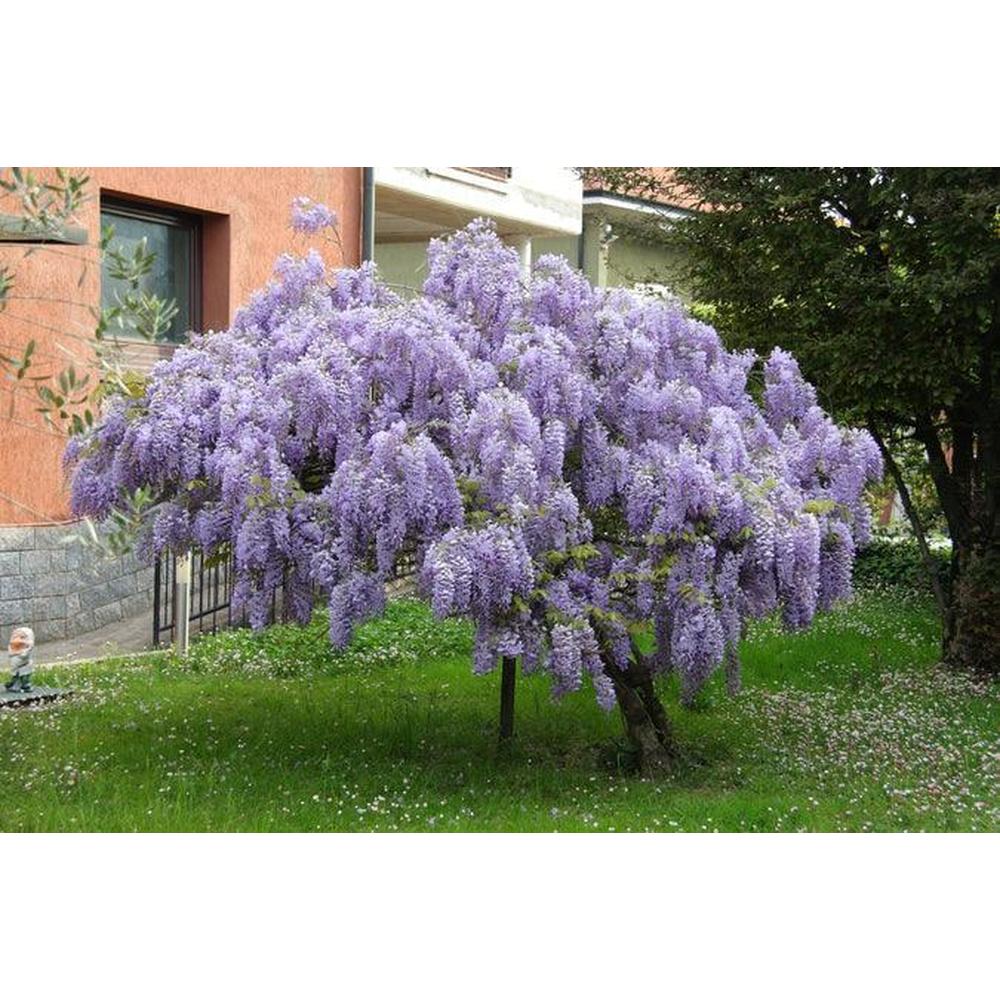 7 Best Qualities of Wisteria Tree [Infographic]