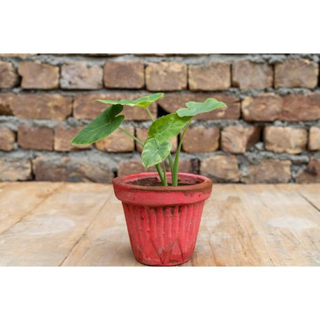 How to Care for Alocasia?