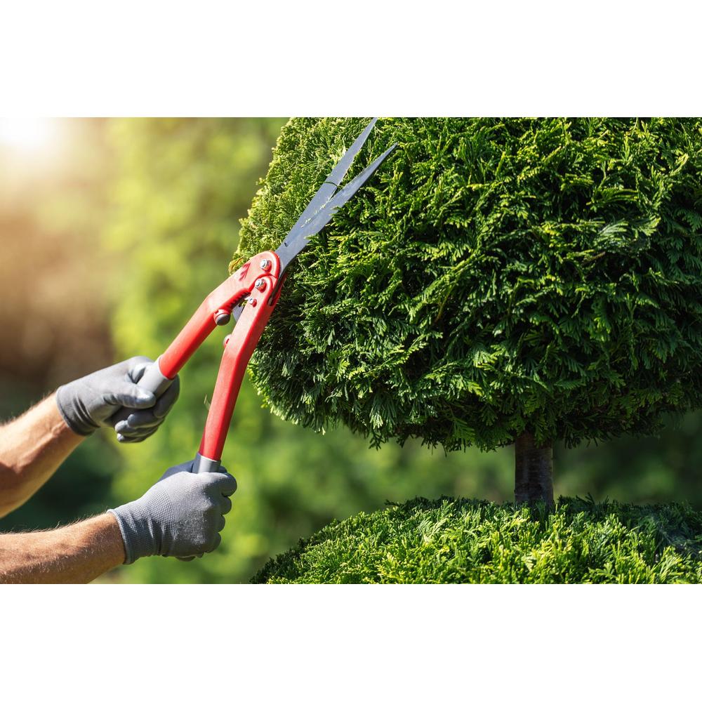 Pruning Made Easy: Transform Your Yard with Basic Techniques