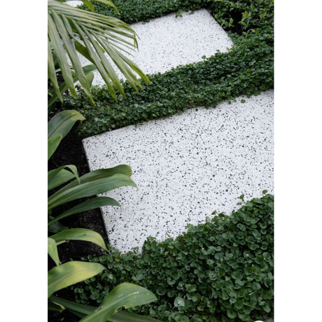 Top Ground Cover Options for In Between Steppers: Easy, Low Maintenance Choices