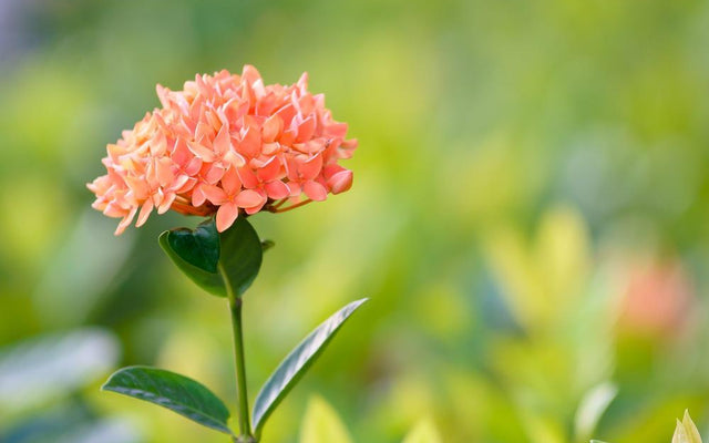 Growing Ixora in Australia: Varieties and Care
