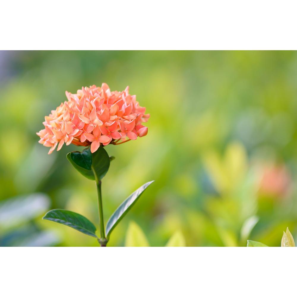 All About Ixora: Gardening Tips & Care