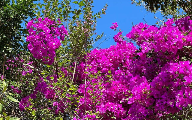 Creating Tranquility: A Colour Filled Garden Guide