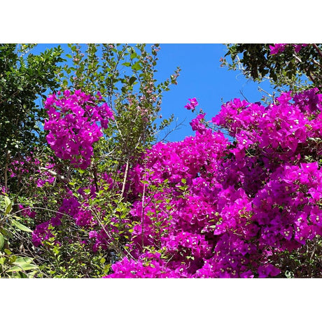 Creating Tranquility: A Colour Filled Garden Guide