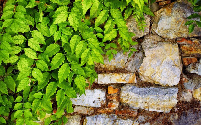 The History of Iconic Plants
