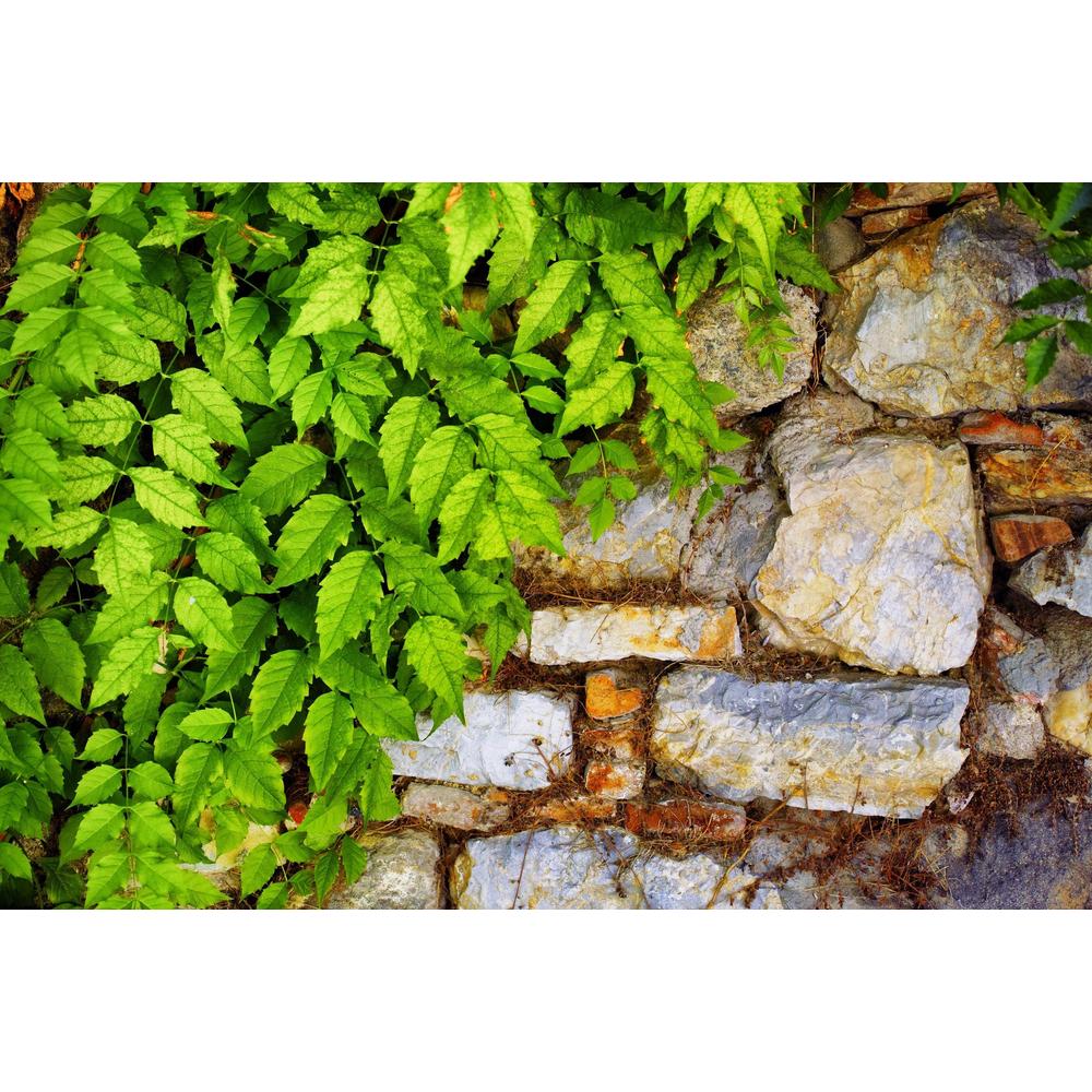 The Fascinating Journey: The History of Iconic Plants