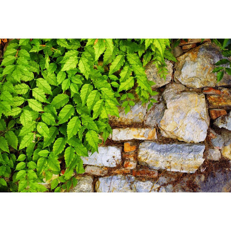 The Fascinating Journey: The History of Iconic Plants