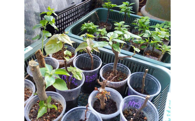 How to Propagate Plants: Cuttings, Division, Layering and Seed