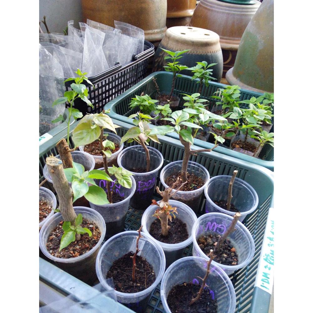 How to Propergate: A Guide to Plant Success