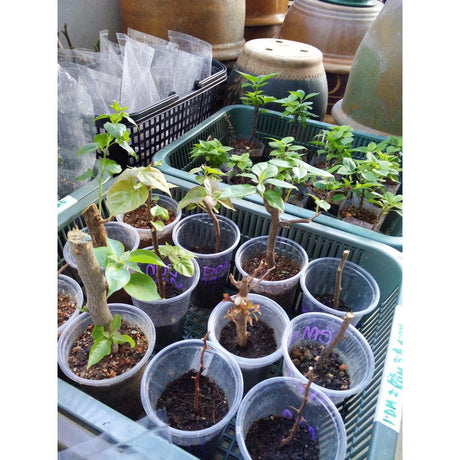 How to Propergate: A Guide to Plant Success