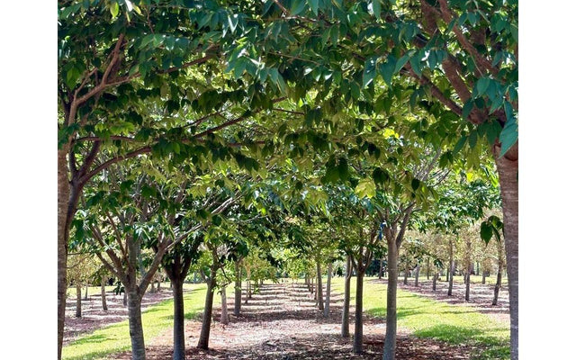 Creating Shade: Using Trees as Cover for Walkways