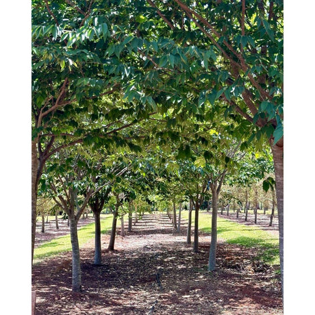 Creating Shade: Using Trees as Cover for Walkways