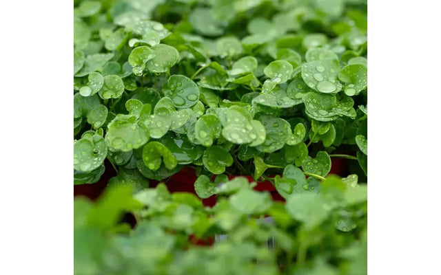 Top Plants for Ground Cover: A Guide to Greenery