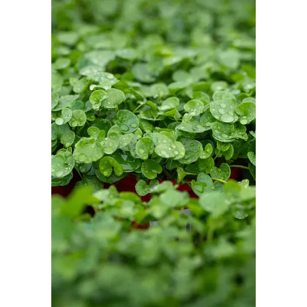 Top Plants for Ground Cover: A Guide to Greenery