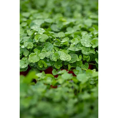 Top Plants for Ground Cover: A Guide to Greenery
