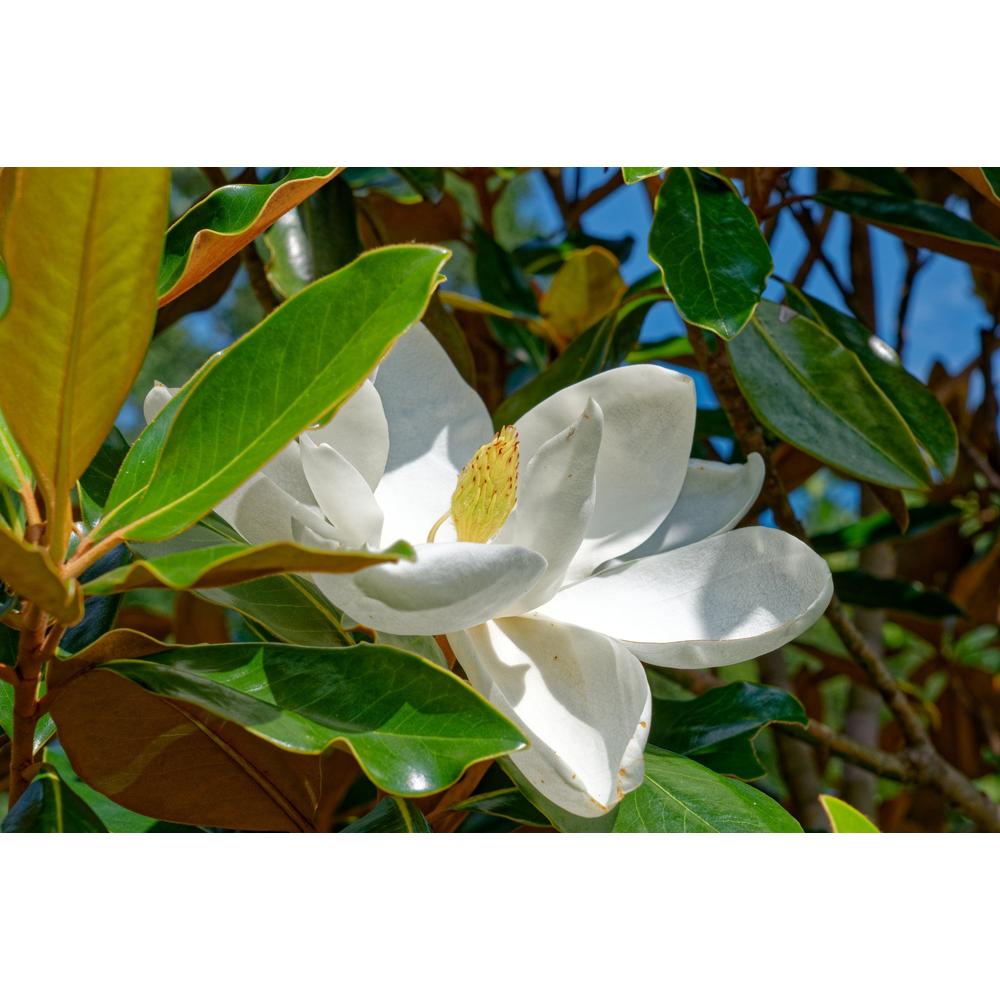Magnolia Highlight: Transform Your Garden in 2025