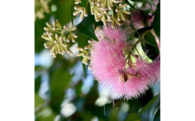 Cascade Lilly Pilly: The One That Actually Flowers