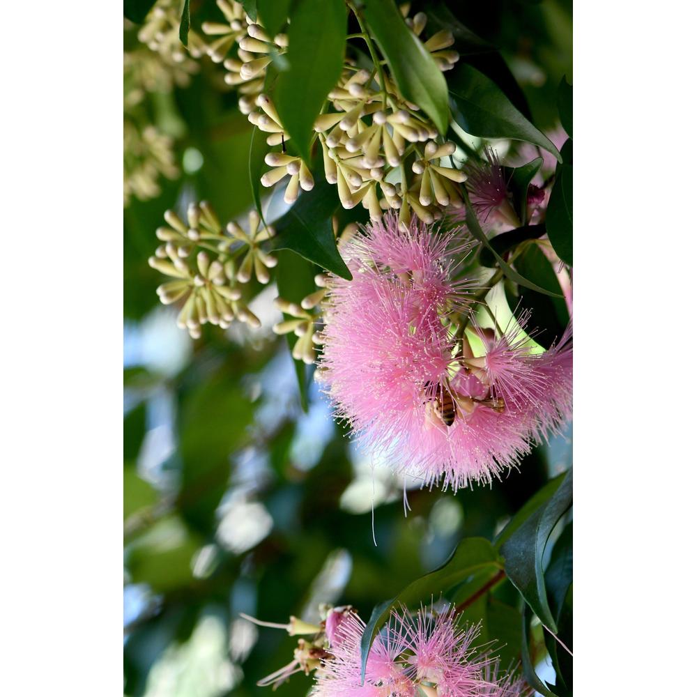 Growing Cascade Lilly Pilly: A Complete Guide