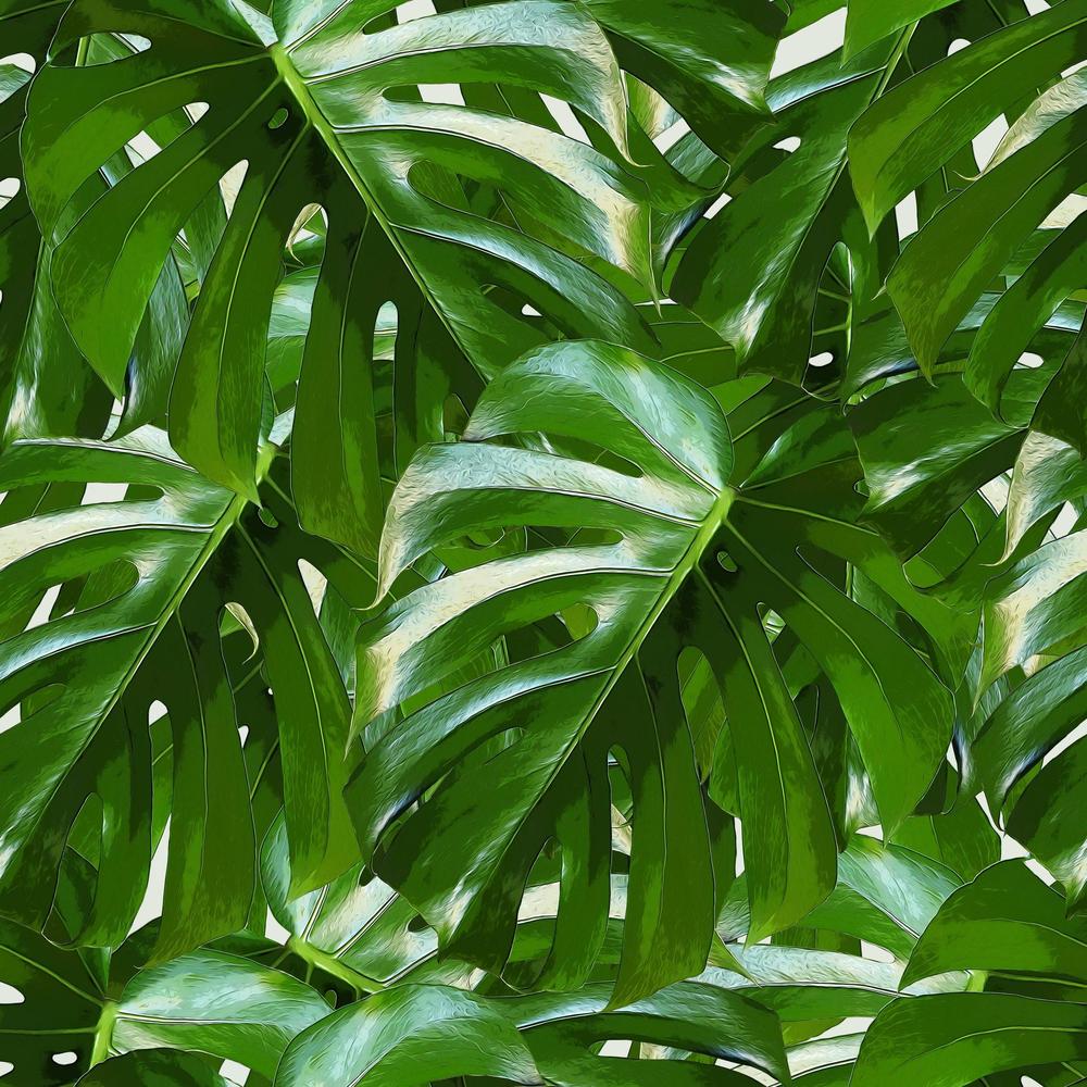philodendron brasil cream splash Philodendron Cream Splash | Care Guide and Pro Tips - Delivery from Toronto  across Canada main image 0