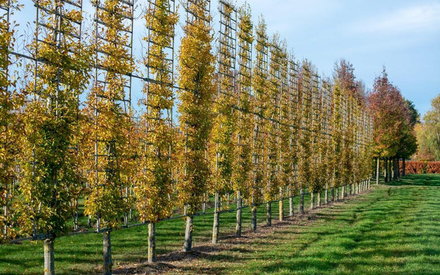 Espaliered Trees: Enhance Aesthetic and Maximise Space