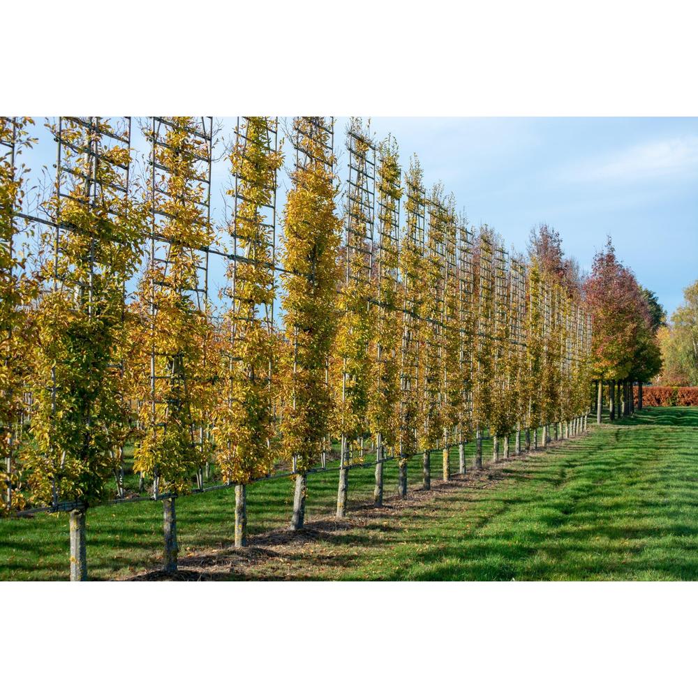 Espaliered Trees: Enhance Aesthetic and Maximise Space