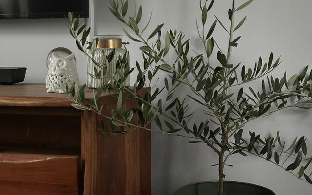Growing Olive Trees in Pots: An Australian Guide