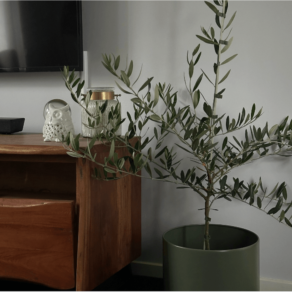 How to care for olive trees indoors