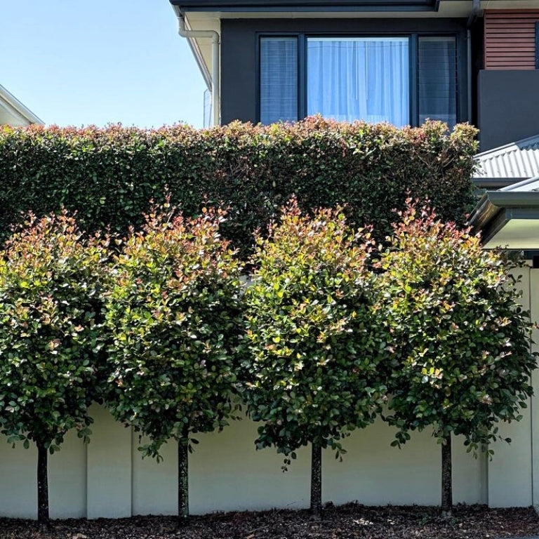 Alternative Hedging Plants