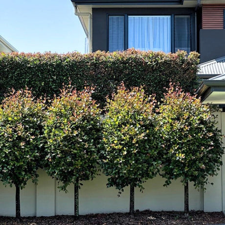 Alternative Hedging Plants