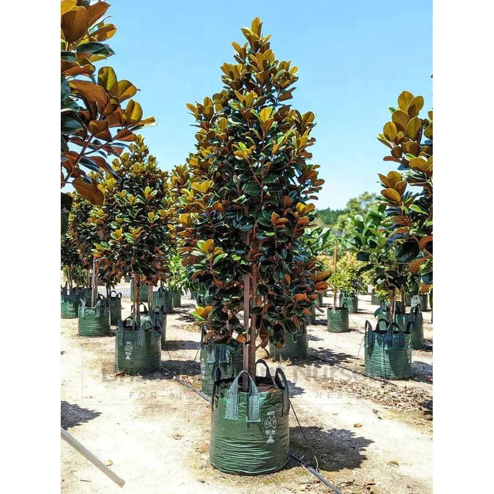 Teddy Bear Magnolia: How to Grow and Care for Them