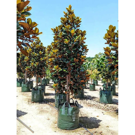 Teddy Bear Magnolia: How to Grow and Care for Them