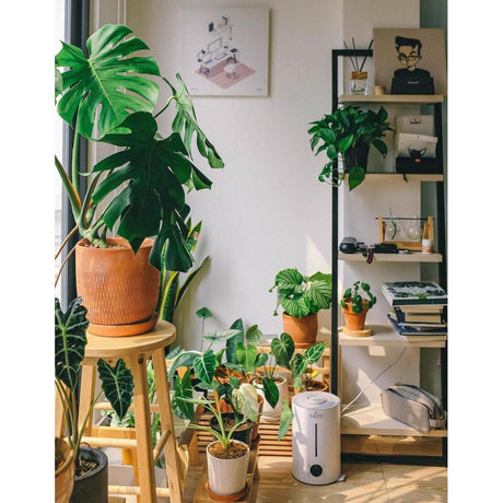 Indoor Jungle Dreams: Essential Tips for Growing and Styling Your Indoor Houseplants in Brisbane