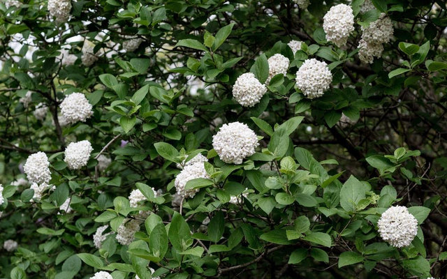 White Hydrangeas: Varieties, Growing and Pruning