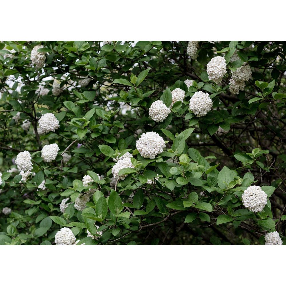 White Hydrangeas: A Perfect Addition to Your Garden