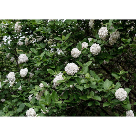 White Hydrangeas: A Perfect Addition to Your Garden