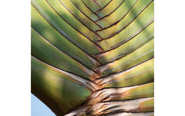 Traveller's Palm: Size, Care and a Smaller Alternative