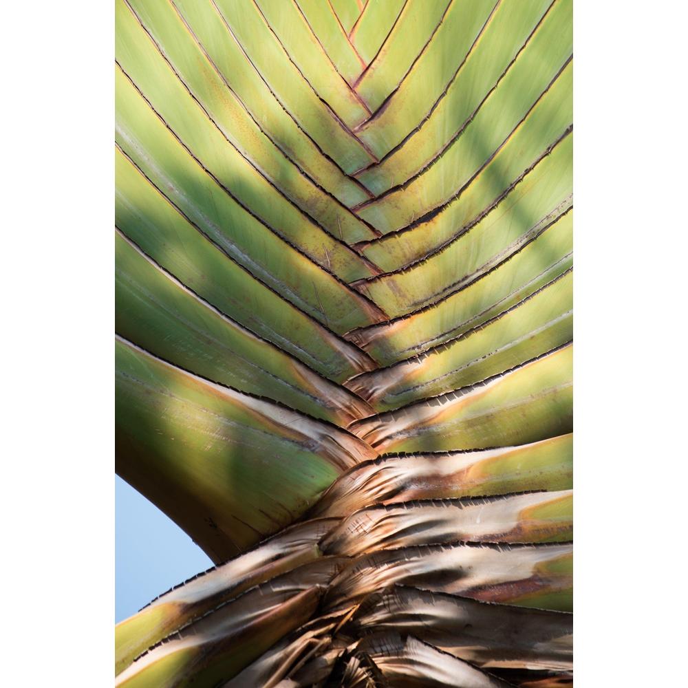 Travellers Palm Plant: Guide to Tropical Greatness