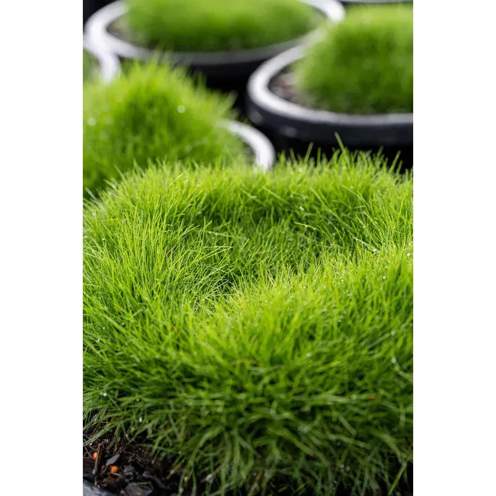 No Mow Grass: Ultimate Guide