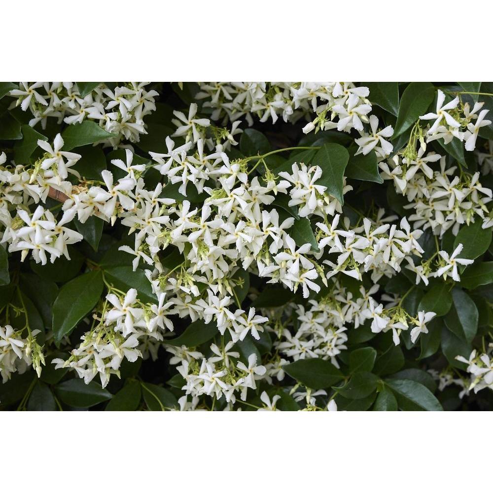 Trachelospermum jasminoides: The Perfect Ornamental Vine