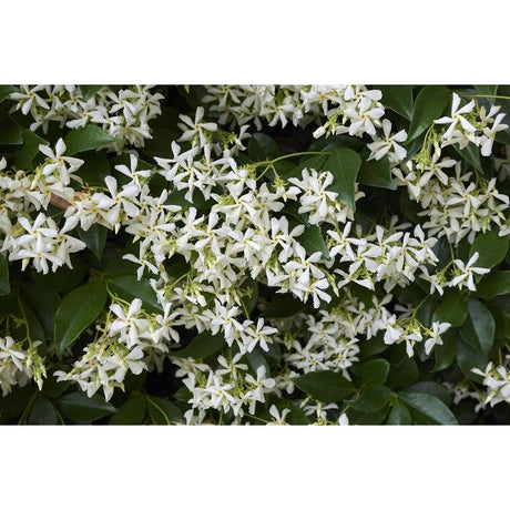 Trachelospermum jasminoides: The Perfect Ornamental Vine