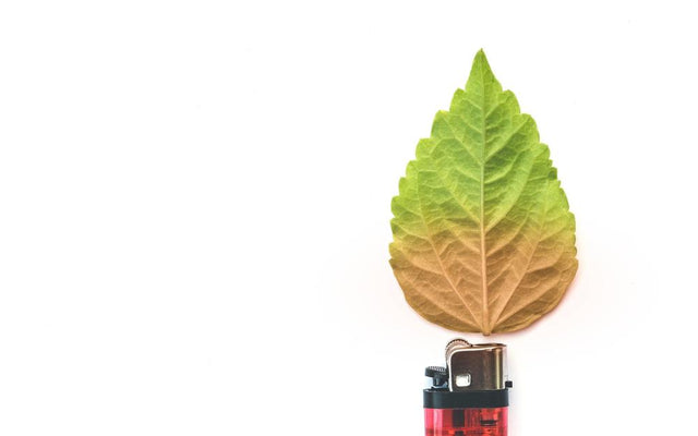 Leaf Burn in Australian Gardens: Causes and Fixes