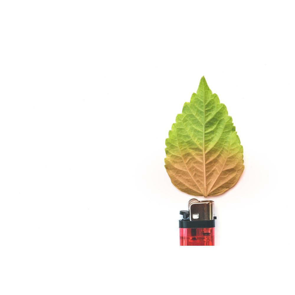 Understanding Leaf Burn: A Complete Guide for Gardeners