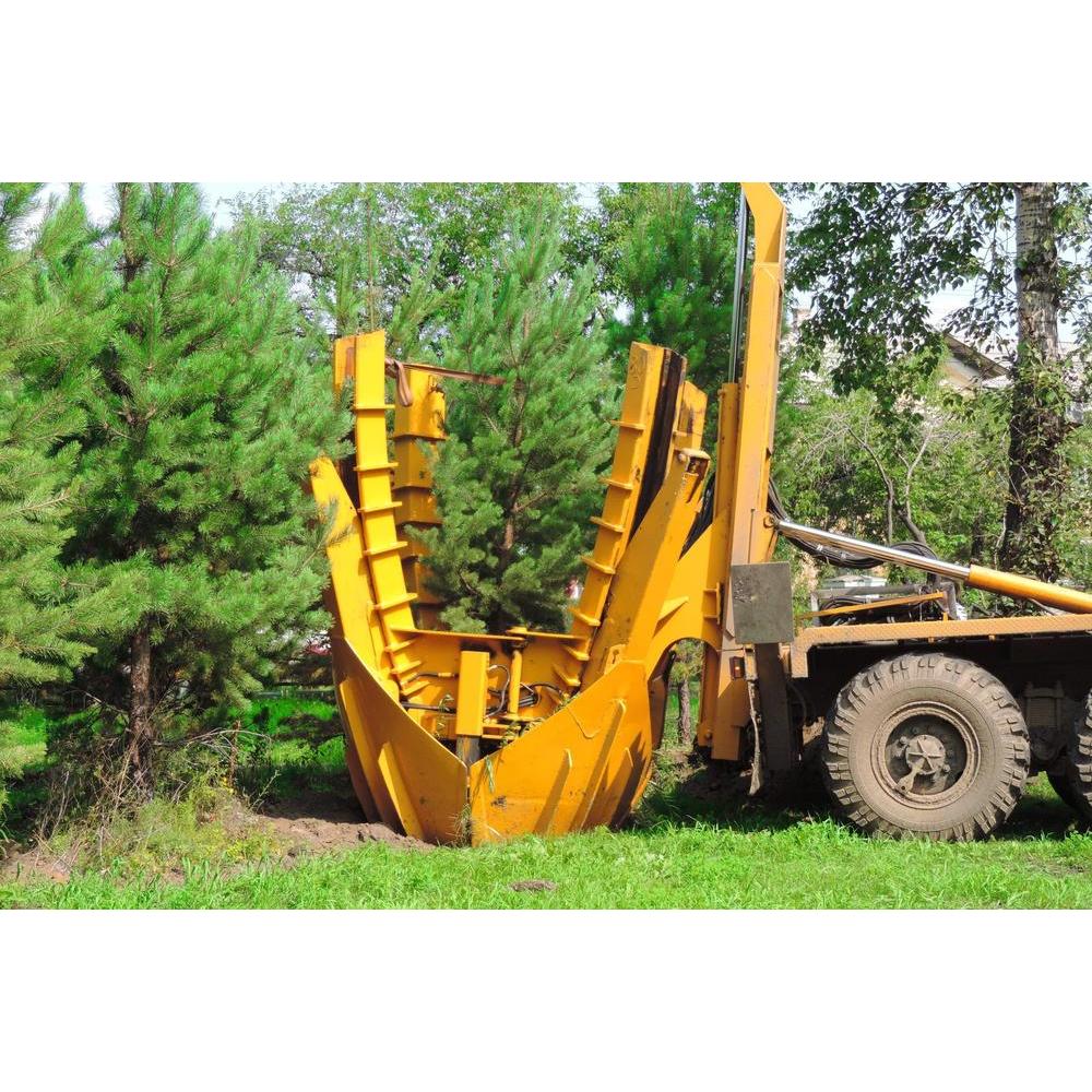 Transplanting Trees and Shrubs: A Guide to a Healthy Landscape