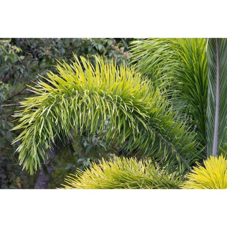 Enhancing Your Garden with Foxtail Palms: A Perfect Blend of Beauty and Ease