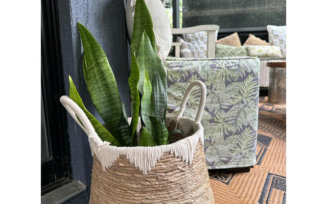 Best Low Light Plants for Home