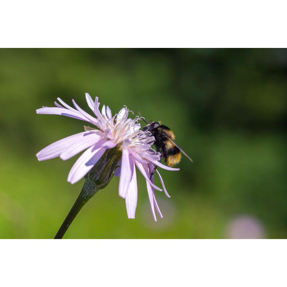Understanding the Importance of Plant Pollinators in 2025