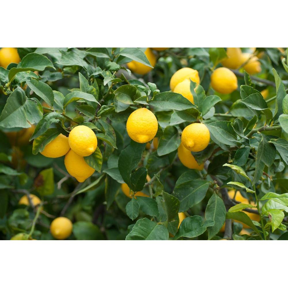 Fruit Trees for Every Season: Planting Tips and Tricks