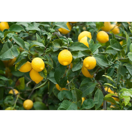 Fruit Trees for Every Season: Planting Tips and Tricks