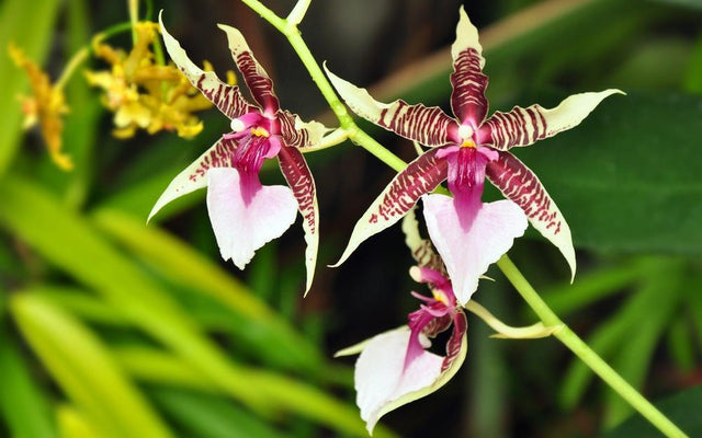 Native vs Exotic Plants: Understanding the Differences