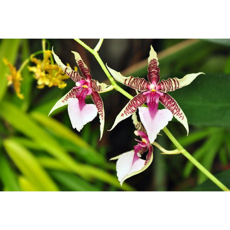 Native vs Exotic Plants: Understanding the Differences